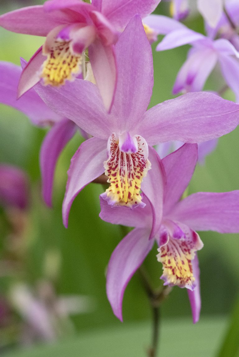 Home Hardy Garden Orchids