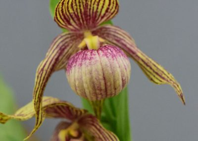 Limited Editions Cypripediums