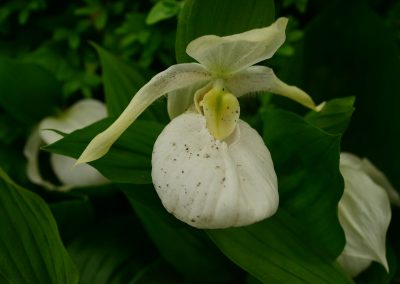 Limited Editions Cypripediums