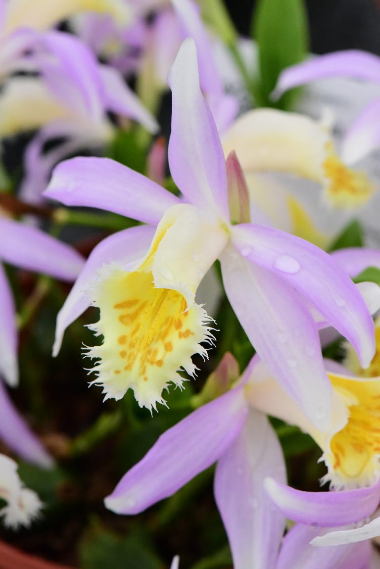 Home Hardy Garden Orchids