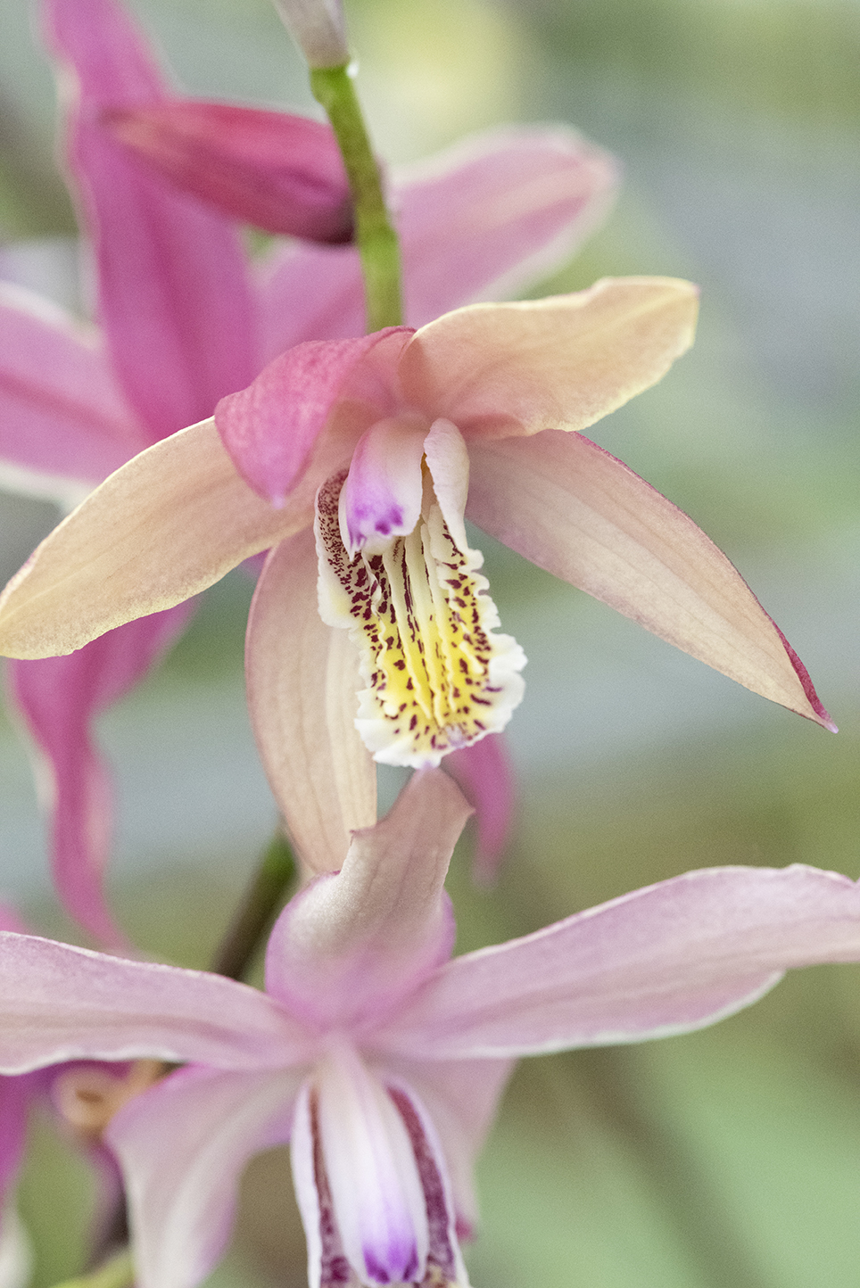 Bletilla hybrida - Hardy Garden Orchids