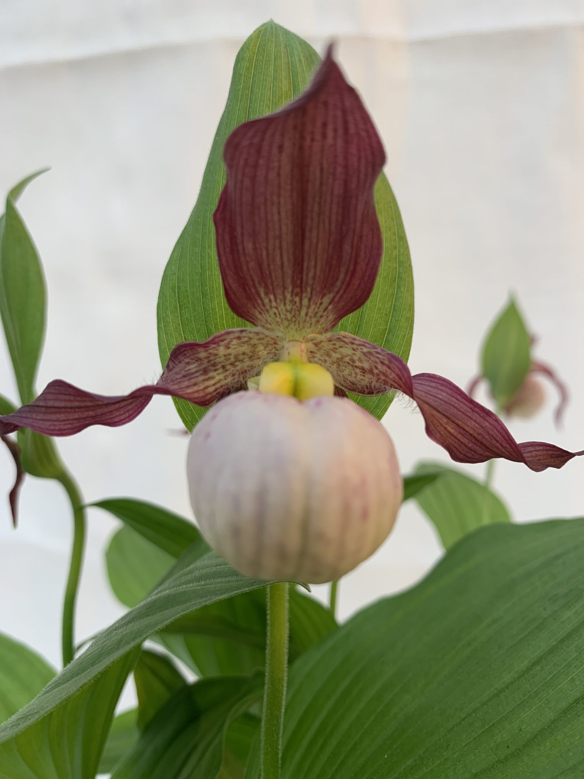 Cypripedium parviflorum x macranthos (3)